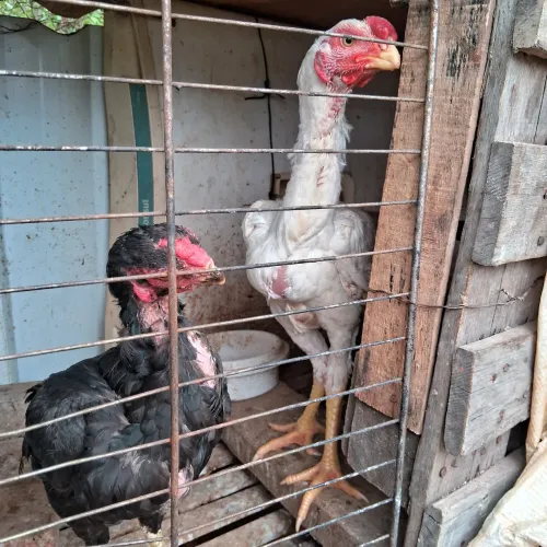 Frango Índio bico curto