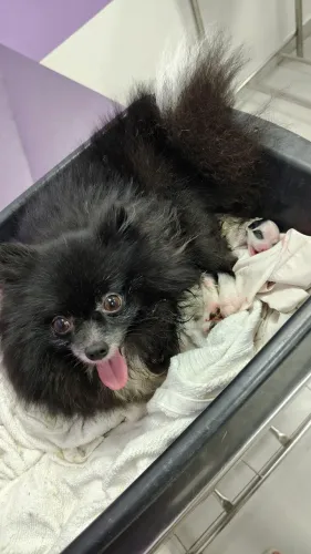Spitz alemão anão - Lulu da Pomerânia
