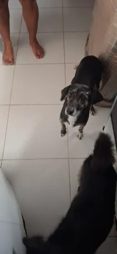 MAYA - CADELA EM ADOÇÃO