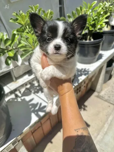 Chihuahua em Promoção