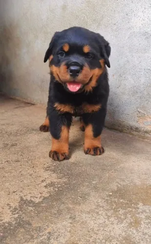 Rottweilers com vacinação em dia e acompanhamento veterinário