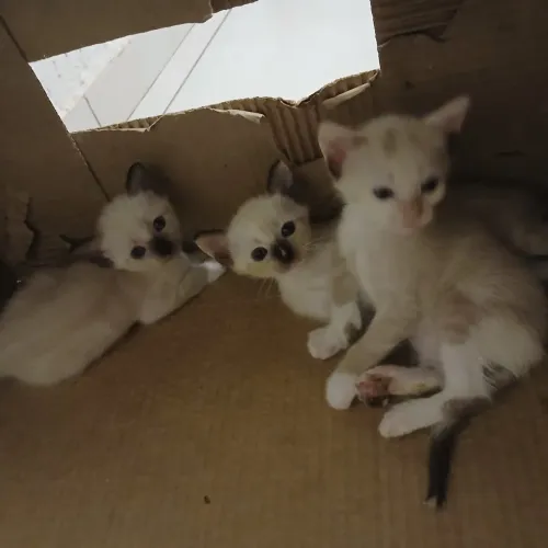 Gatos para adoção