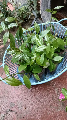 Vendo Mudas de Ora pró nobis