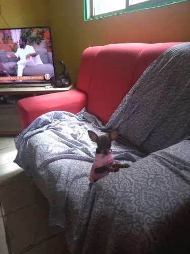 Cachorra pinscher o número zero fêmea