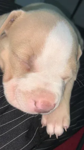 Filhote de Pit Bull fêmea