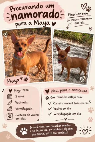 Procuro namorado Pinsher zero 0