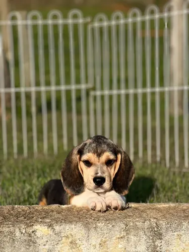 BEAGLES LINDOS