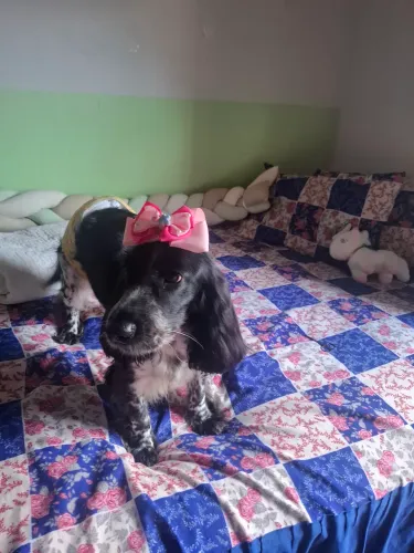 Cachorro 