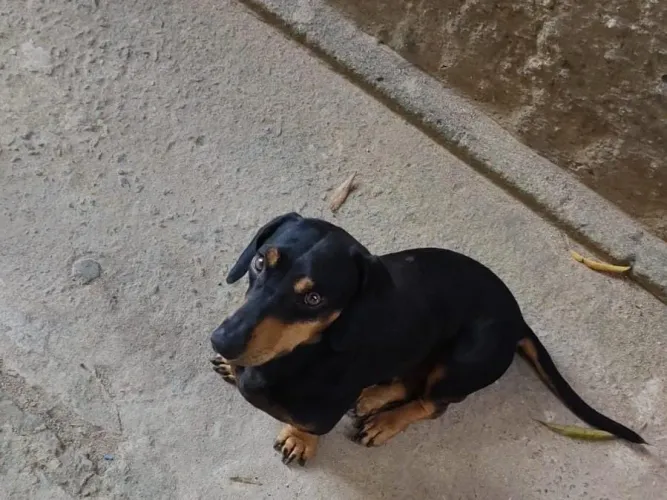 Doa-se macho de Basset