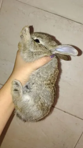 Coelhinhos