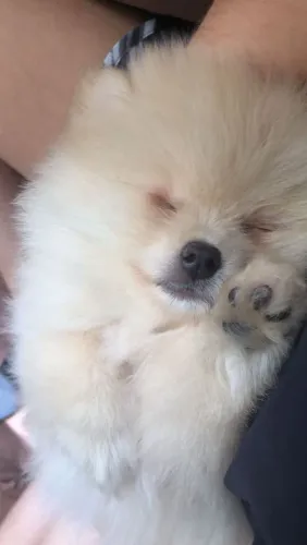 Spitz Alemão lindo