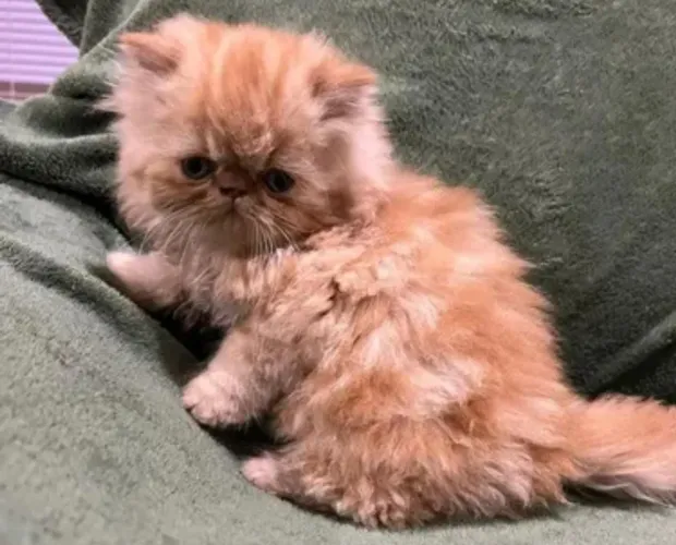 PAGO ATE $950 FILHOTE DE GATO PERSA
