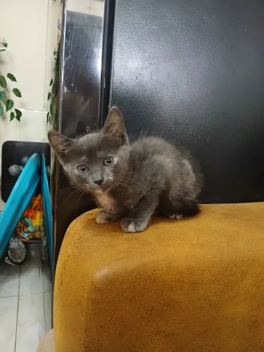 Doação de gatinha cinza