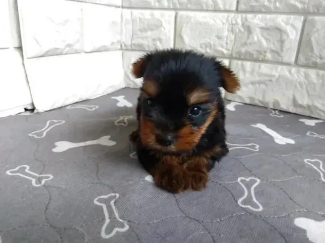 Filhote de cachorro companheiro e dócil Yorkshire/York