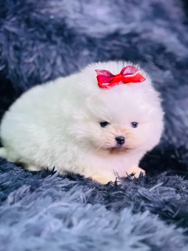 FÊMEA DE SPITZ NA COR BRANCA.
