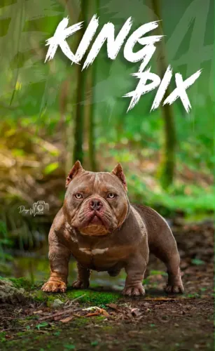American bully padreador
