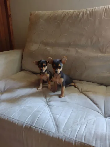 Cachorro pinscher macho