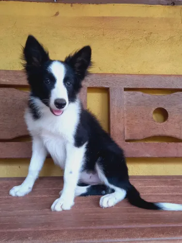 Border Collie fêmea 