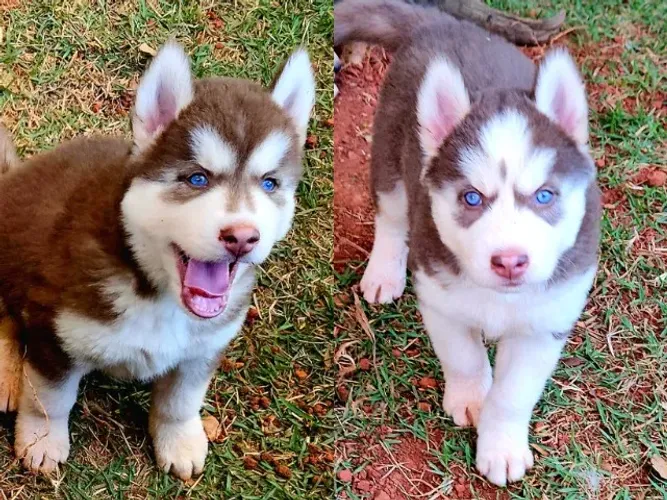 FILHOTES DE HUSKY SIBERIANO com PEDIGREE da CBKC! Machos e Fêmeas!!!