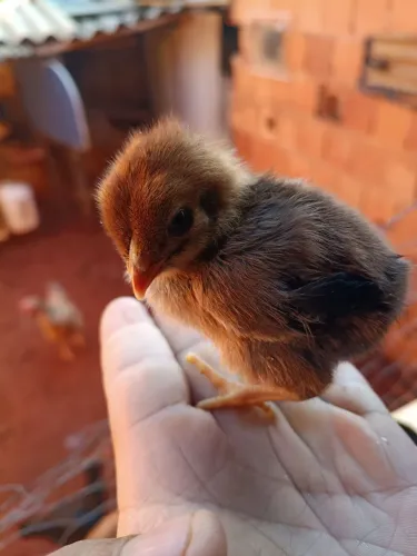 Pintinhos índio gigante com caipira