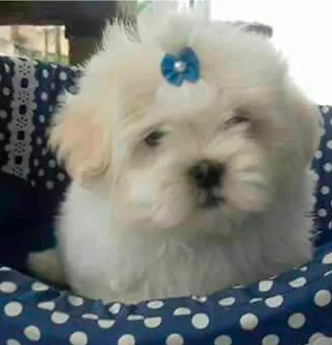 Maltes macho micro vacinado 