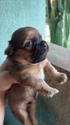 Cachorro Shih tzu puro