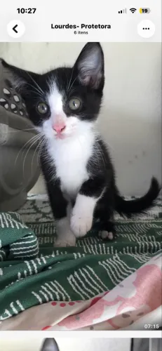 Adoção de gatinhos