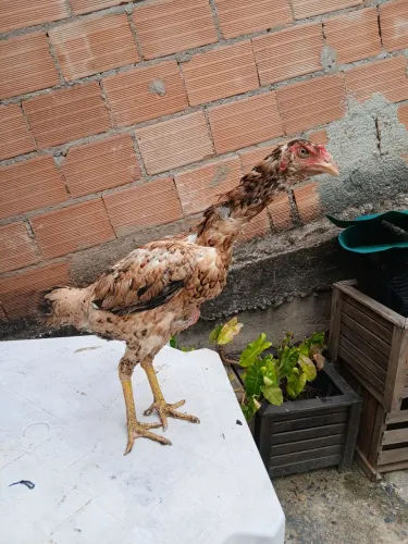 Vendo galinha Índia japonês