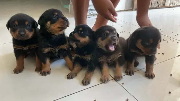 Filhote rottweiler, Seu próximo companheiro pode estar aqui!