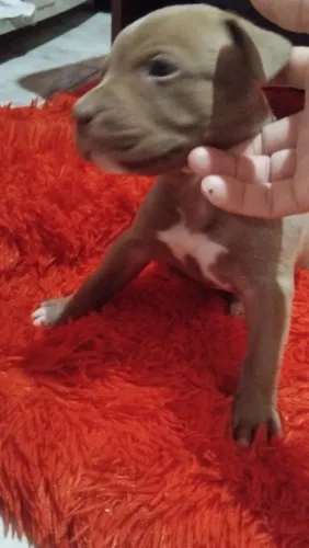 Pit bull