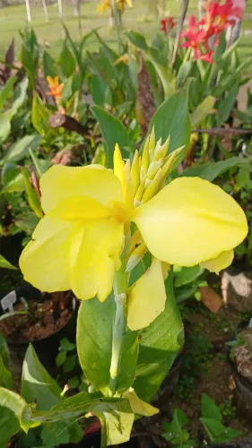 Bulbos de Canna-Indica