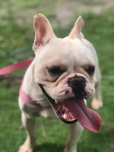 Vendo cachorrinho da raça buldogue francês, ou troco em outra raça 