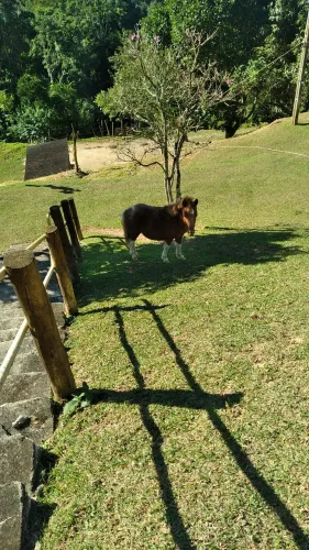 Mini pônei garanhão