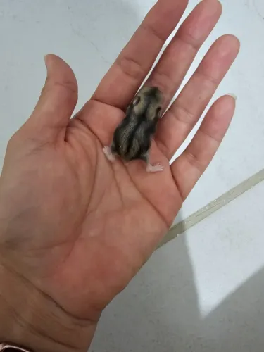Filhote Hamster