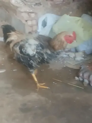 Galo rodilan novo