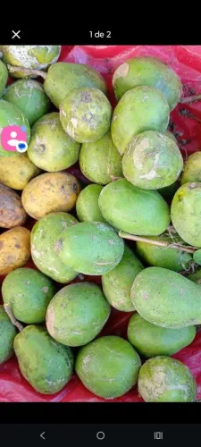 Cajá verde ou maduro