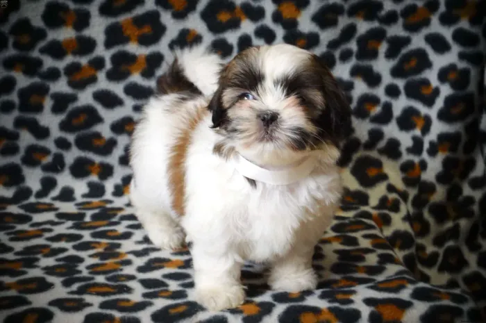 Não perde tempo, me chama no WhatsApp e tire todas as suas dúvidas. Lhasa apso