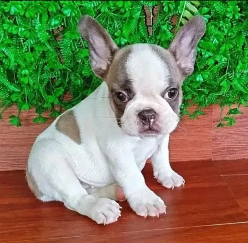 Bulldog frances rabugento fofo 