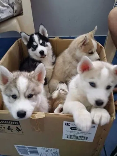 Filhotes De Husky Siberiano - Energia Que Renova O Dia