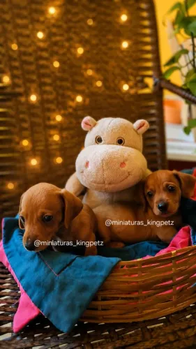 Dachshund ( menores padrão da raça! ) Machos Red Arlequim OPORTUNIDADE 