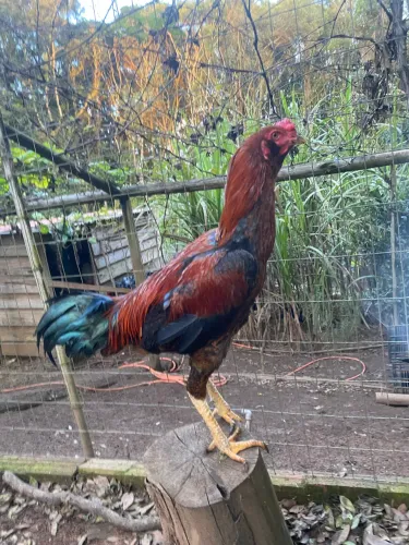 Galo índio barbado