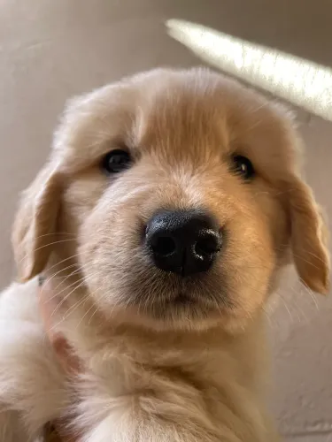 Filhote de Golden Retriever