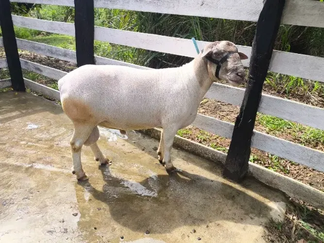 CARNEIRO REPRODUTOR DE OTIMA GENÉTICA