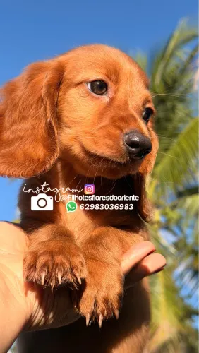 Dachshund pelo longo e curto Insta gram @filhotesfloresdooriente 
