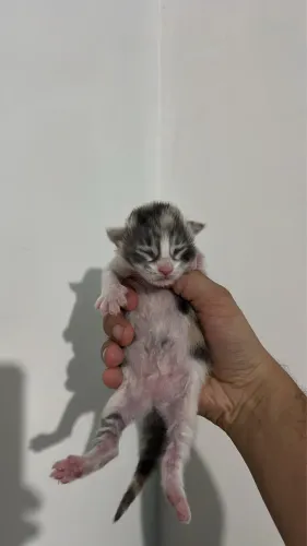 Maine Coon filhote para reserva