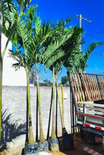 Palmeira vheite adulta