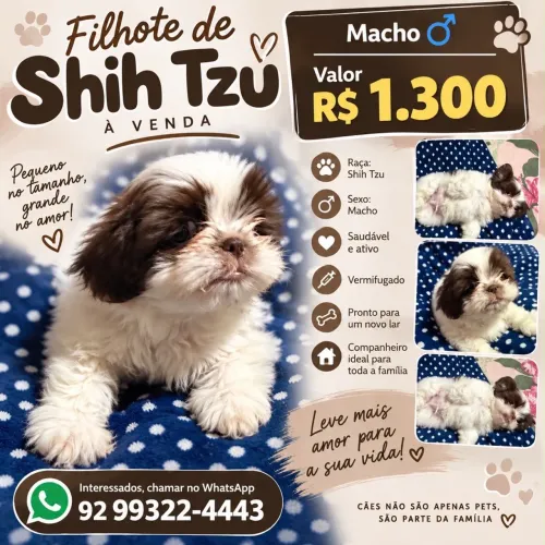 Shitszu