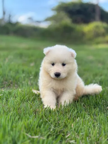 Filhotes de Cachorro Samoieda