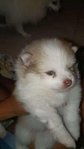 Vende-se Lulu da Pomerânia 