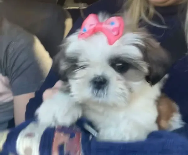 Fêmea filhote Shih Tzu